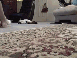 http://so.what.cowblog.fr/images/1255351566catpassing.gif